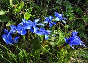 Laghi Gemelli dalle Baite di Mezzeno, fiori, stambecchi e ancora neve (4giu21) - FOTOGALLERY